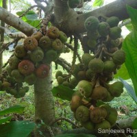 Ficus auriculata Lour.